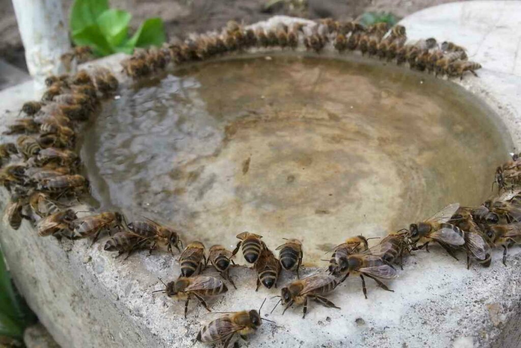 Bee water station building