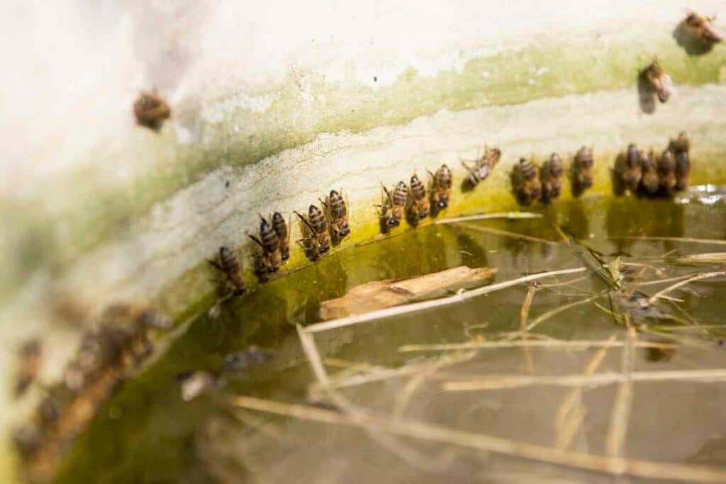 Bees can reject water station