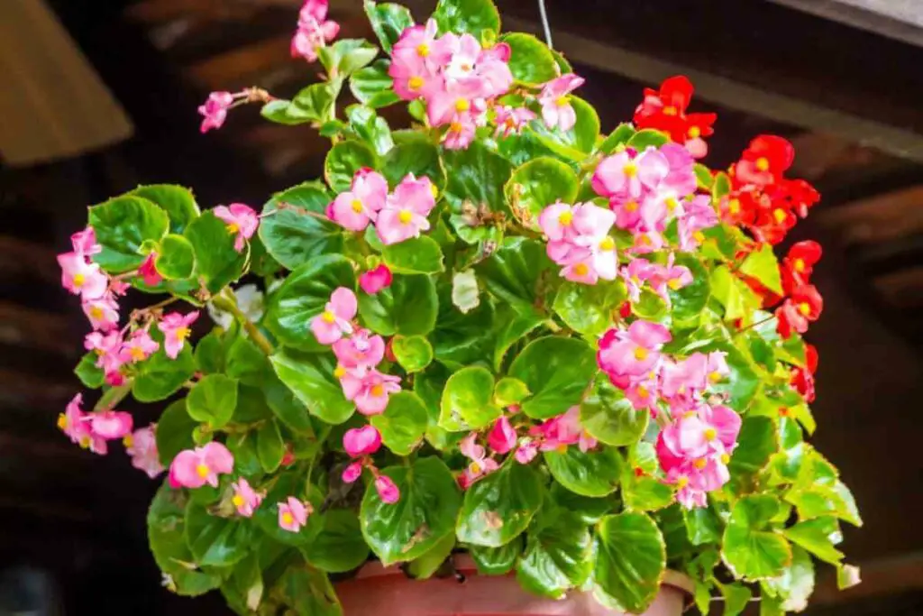 Begonia for outdoor container