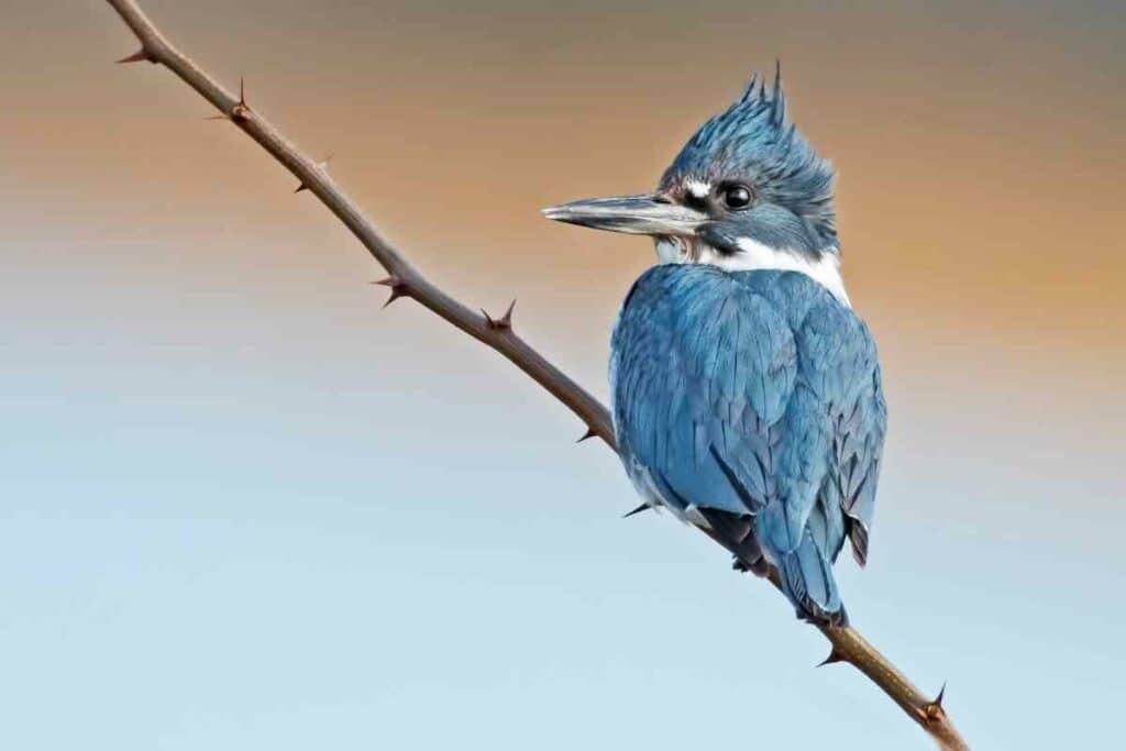 Belted Kingfisher on a tree