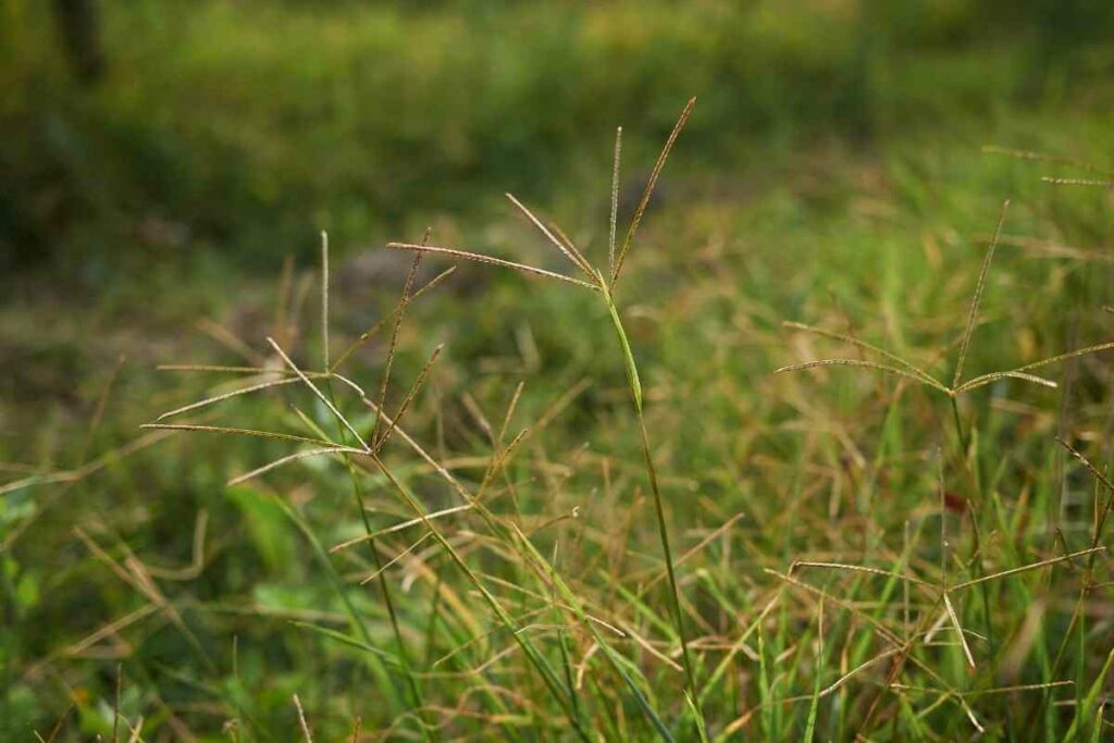 Bermudagrass creeping weed native area