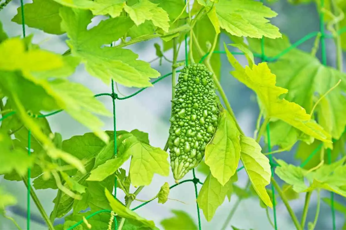 What Are The Best Fertilizers For The Bitter Gourd?