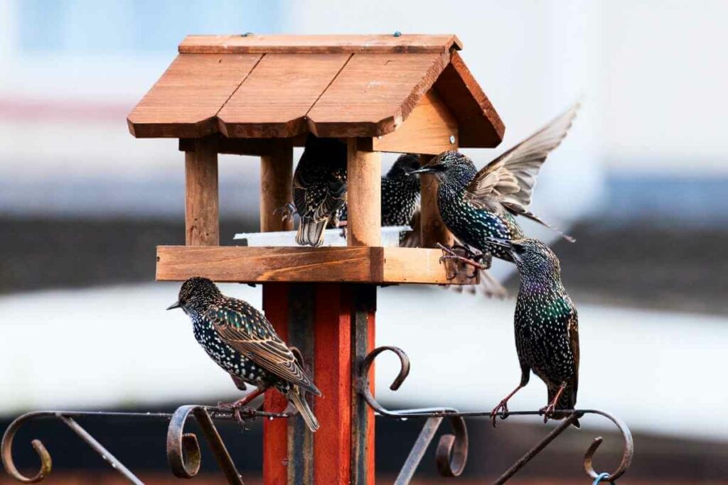 15 Bird Table Design Ideas