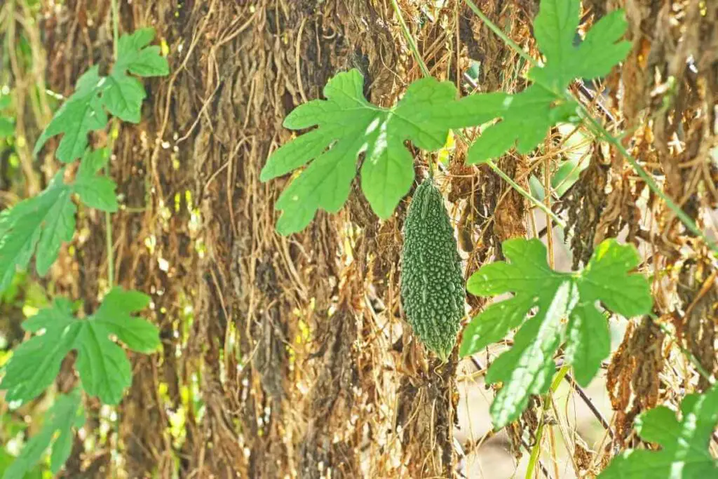 Chemical Fertilizers That You Can Use for Bitter Gourds