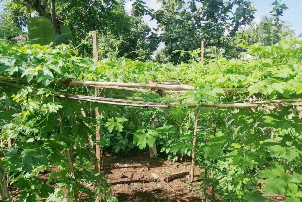 Bitter Gourd in a backyard