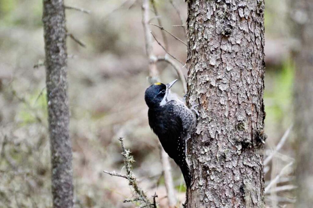 Black-backed Woodpecker in Wisconsin