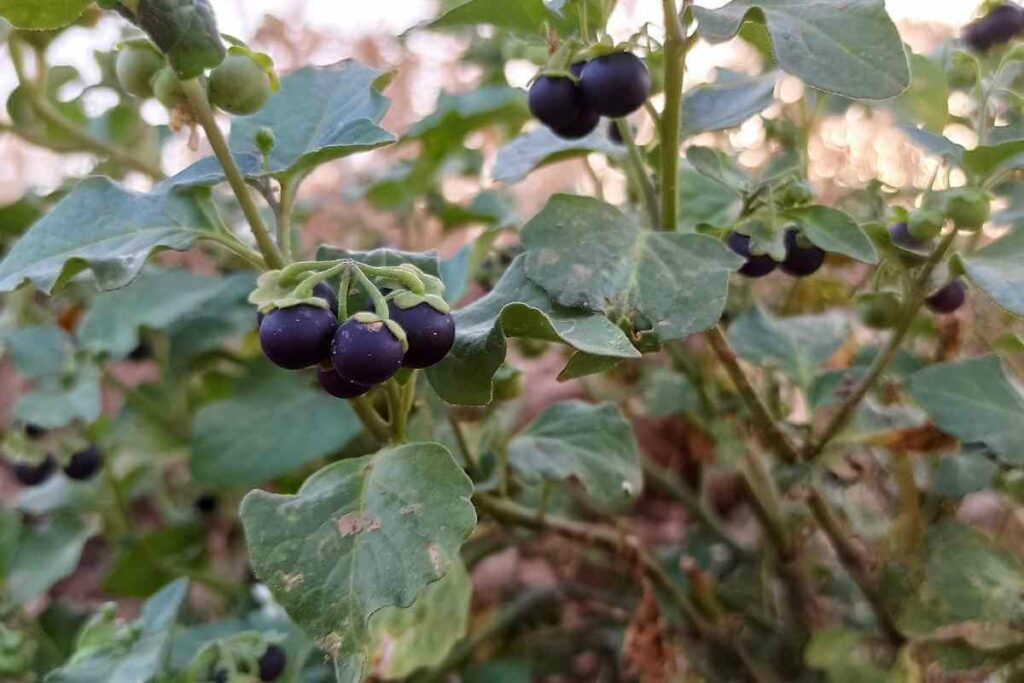 Black Nightshades flower that looks like weed.