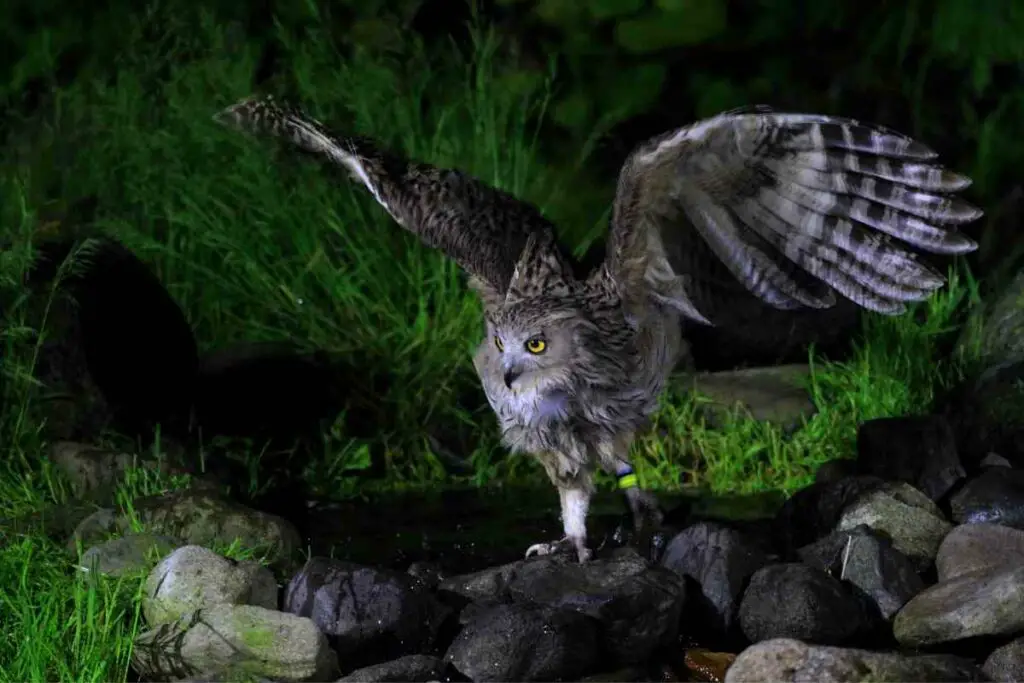 Blakiston's fish Incredible Owl facts