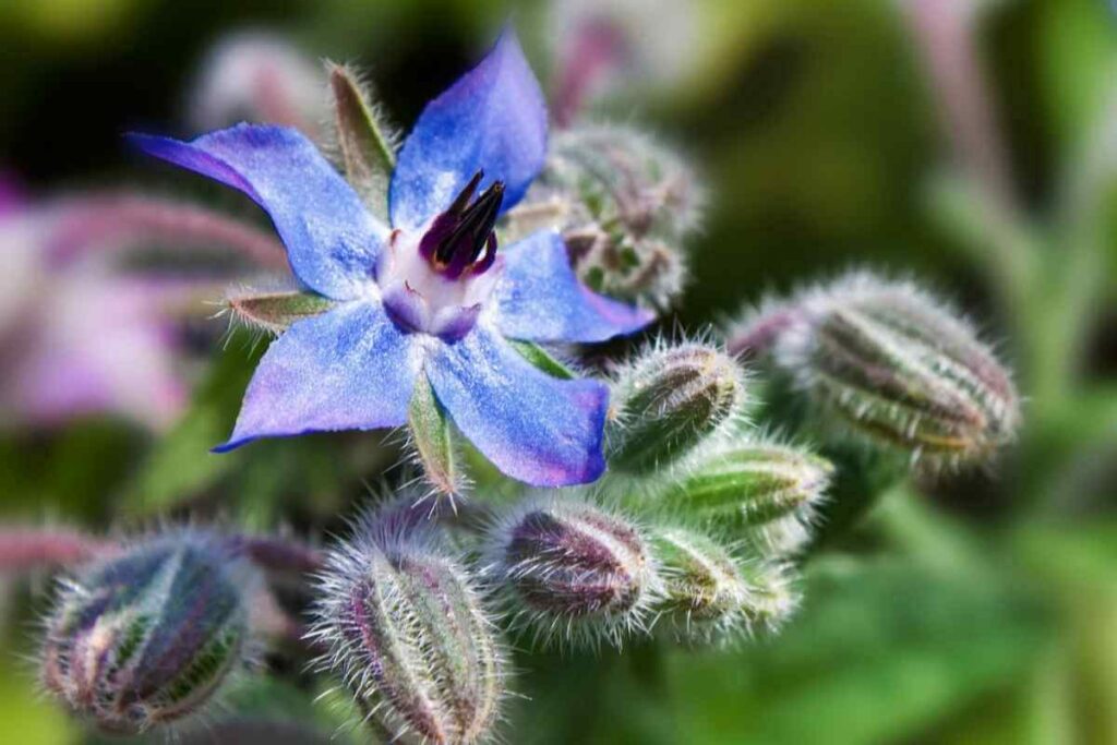 Borage herb flowering