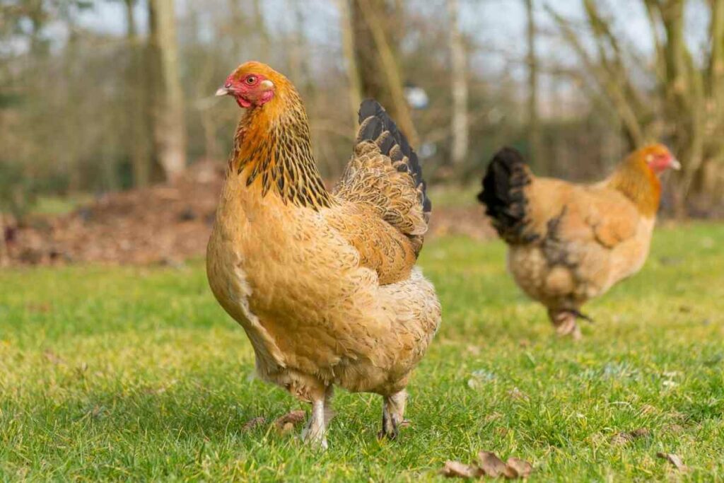 Brahma chickens lay brown eggs