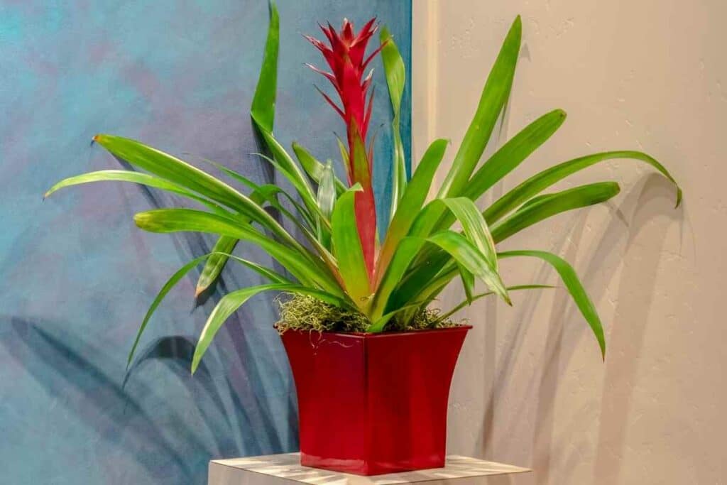 Guzmania bromeliads with red flowers