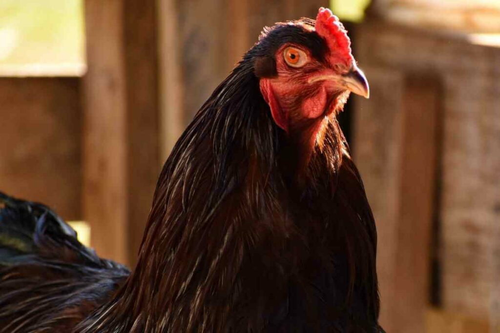 Buckeye chickens lay brown eggs