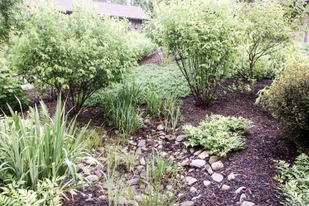 Building rain garden full guide