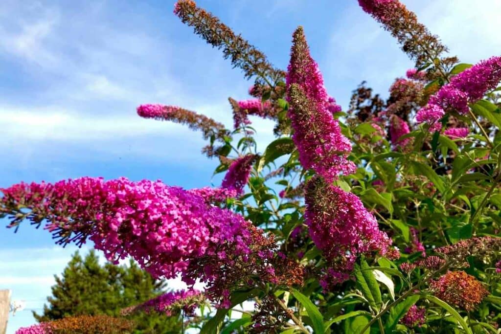 Pink Butterfly bush safe for kids