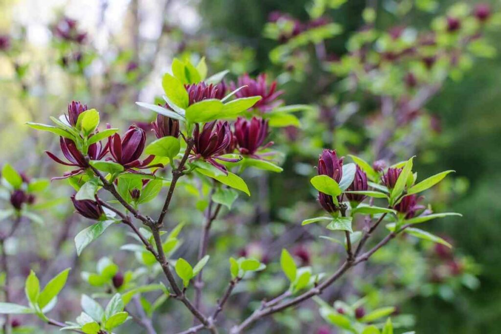 Calycanthus shrub that smell nice