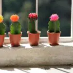Can A Cactus Get Too Much Sun?