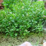 Can I Eat Watercress From My Pond?