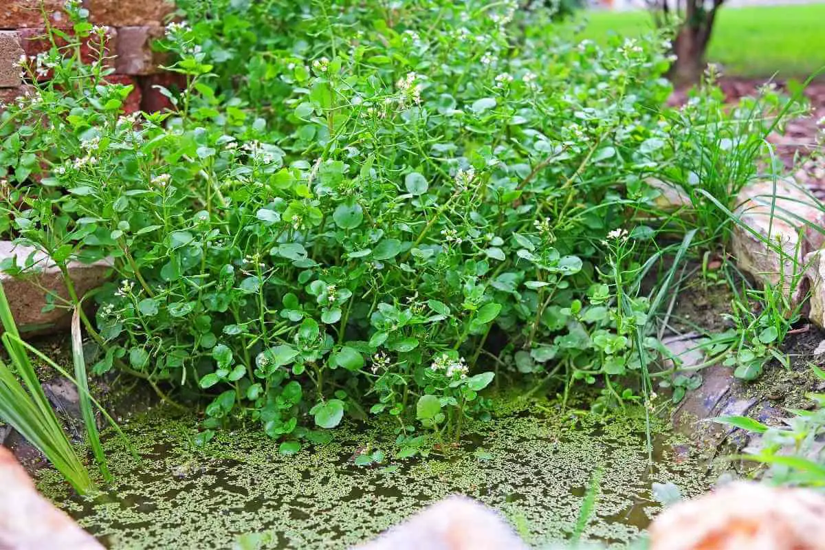 Can I Eat Watercress from My Pond?