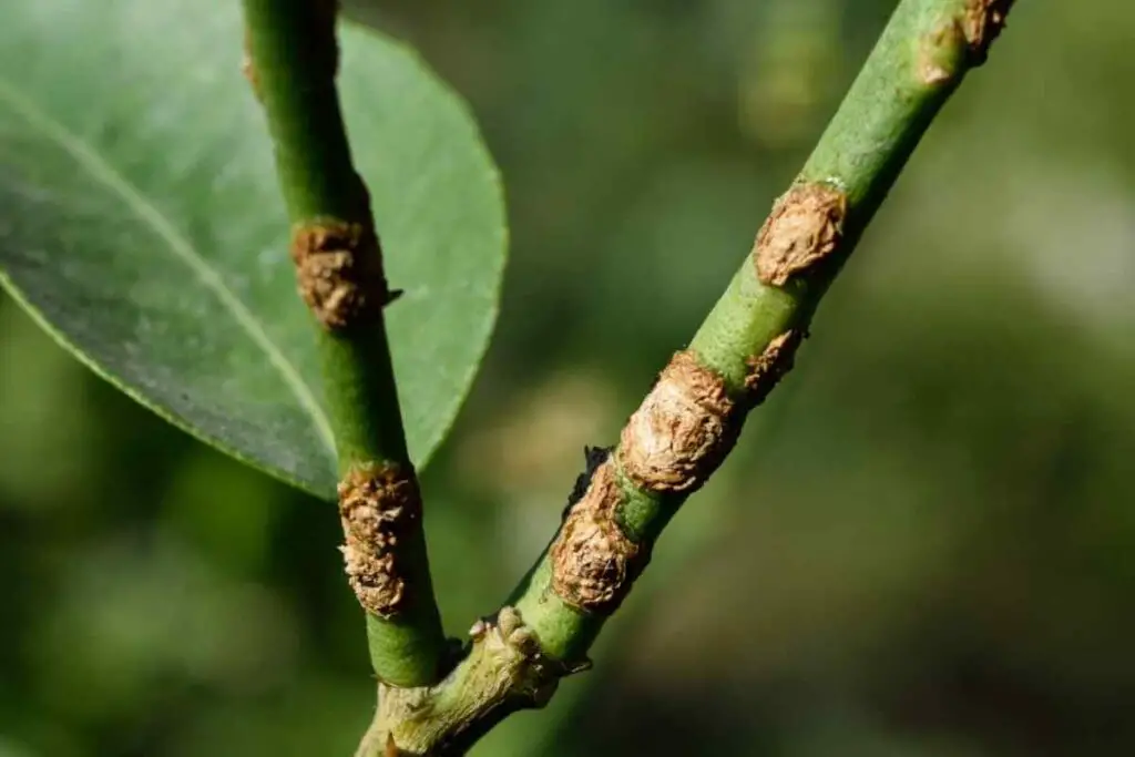 Cankers pests on plant stems