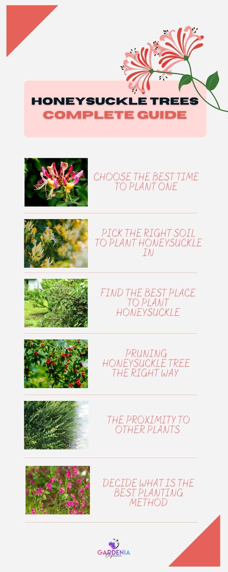 Caring for Honeysuckle tree