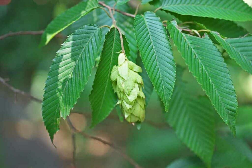 Carpinus caroliniana trees