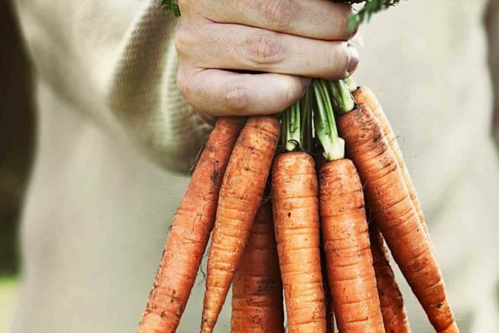 Healthy carrots in a hand