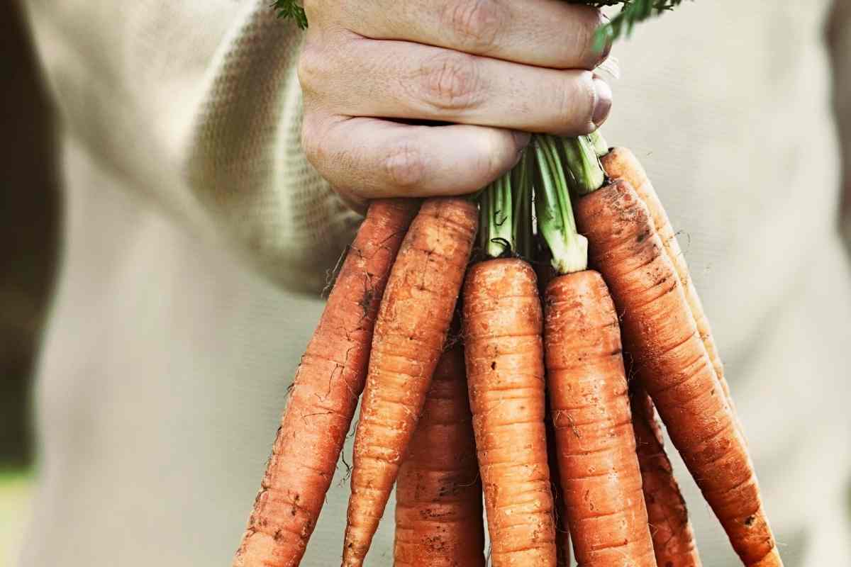 can-you-eat-carrots-that-have-bolted-gardenia-organic