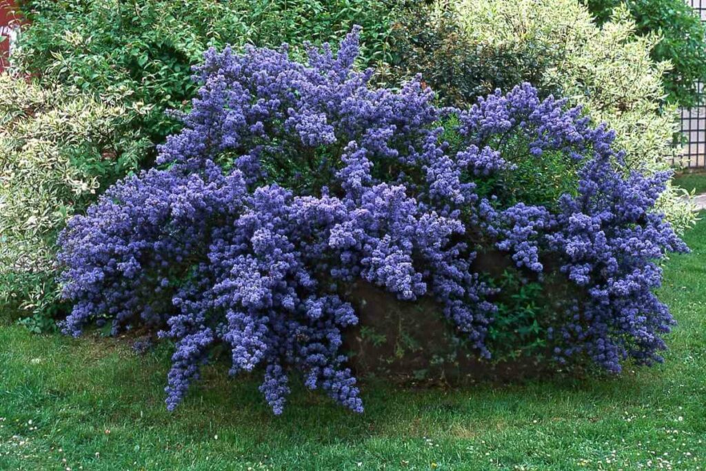 Ceanothus or California lilac