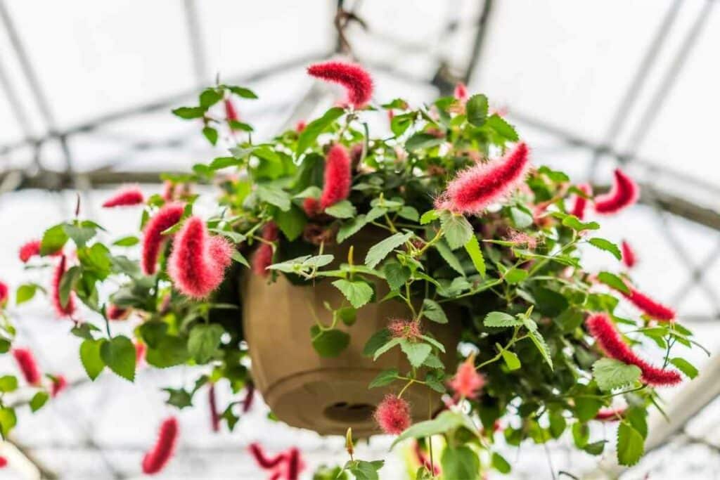 Chenille Plant with fluffy red flowers