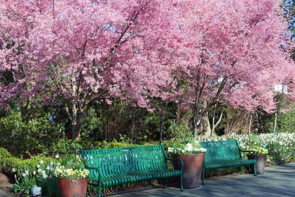 Cherry tree in park