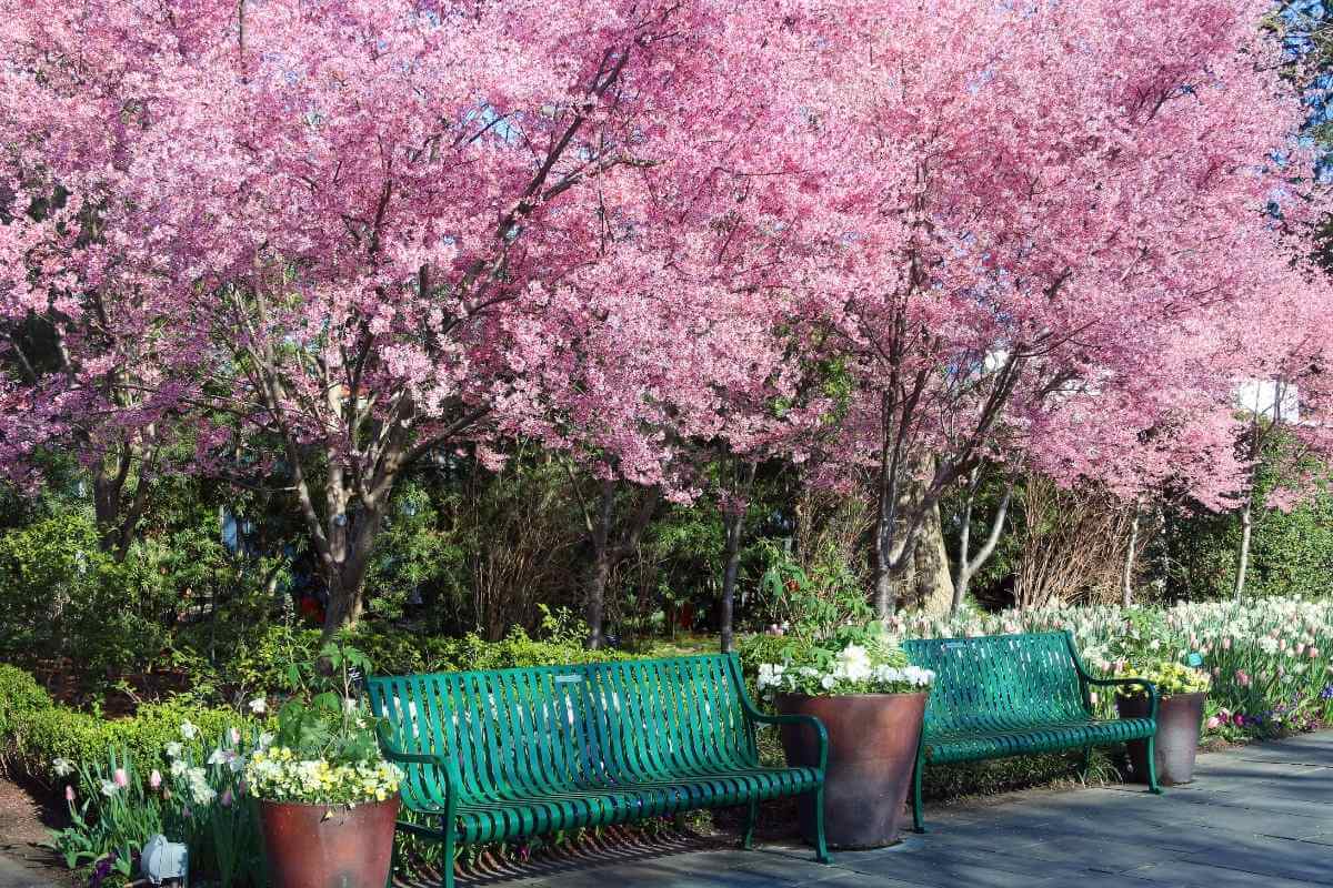 10 Best Fruit Trees For Houston (Perfect For Houston Backyards