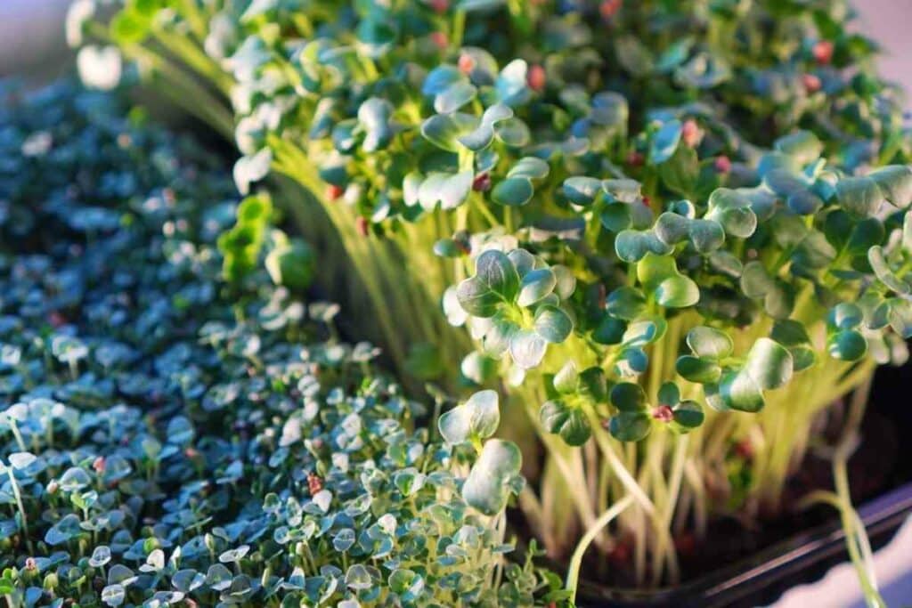 Chia microgreens harvesting tips and tricks