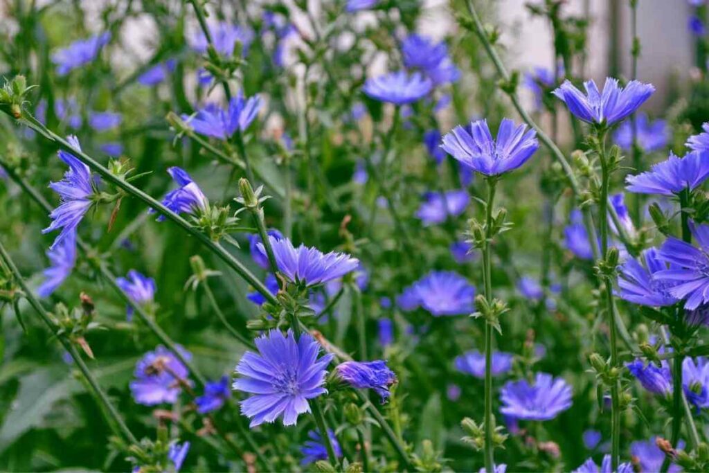 Chicory weeds in a field