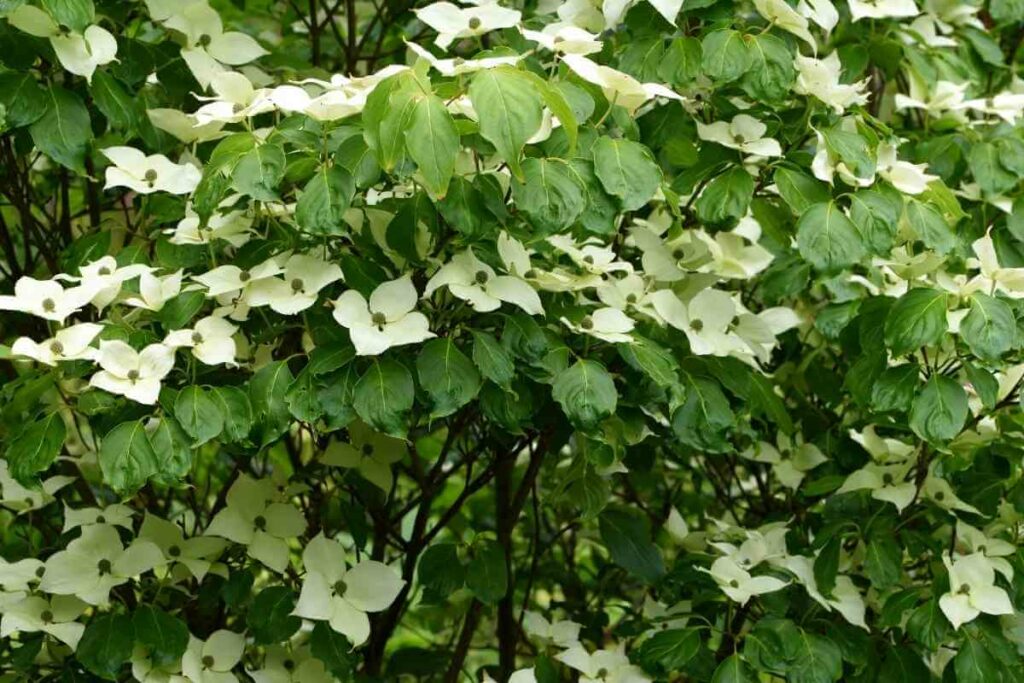 Chinese dogwood tree is a Dwarf Flowering Trees That Love Shade