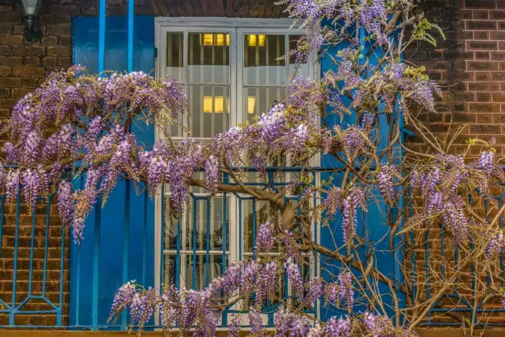 Chinese Wisteria weeds on a fence.