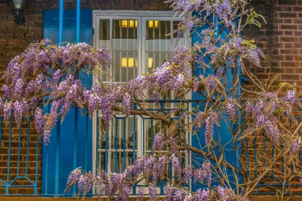 Chinese Wisteria weeds on a fence.