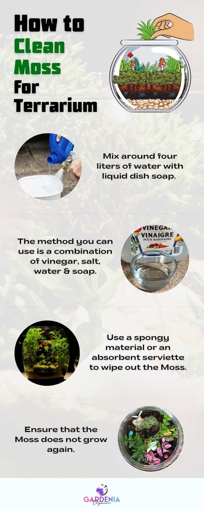 Infographics for how to clean moss for terrarium