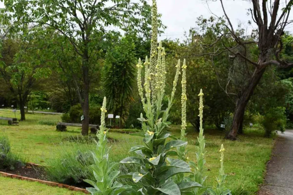 Verbascum Thapsus or Common Mullein weed