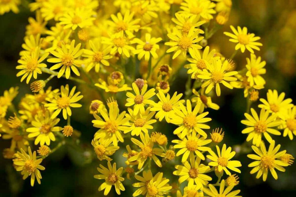 Common Ragwort weeds in a field