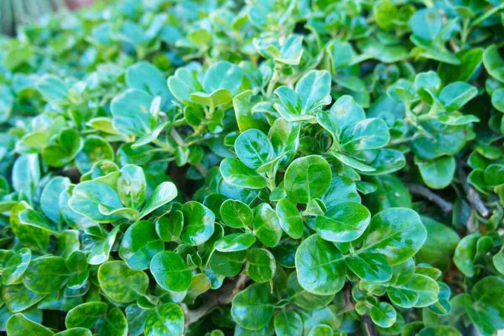 Coprosma Repens ‘Pacific Dawn’ red evergreen bush