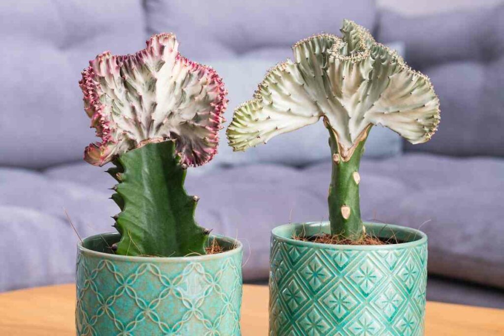 Coral cactus in pots