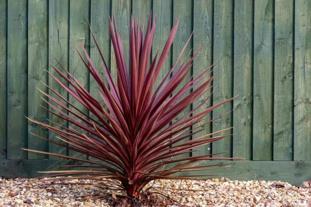 Cordyline Australis ‘Red Star’