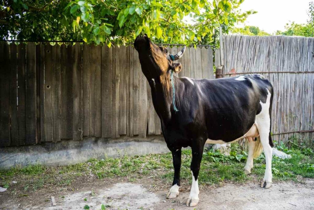 Cow eat fruit tree