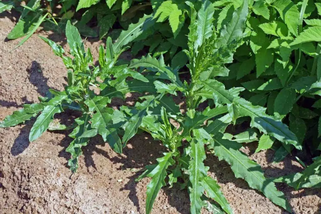 Creeping Thistle or Cirsium Arvense weed