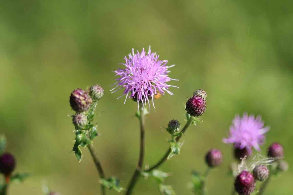 Creeping Thistle weed that look like flower