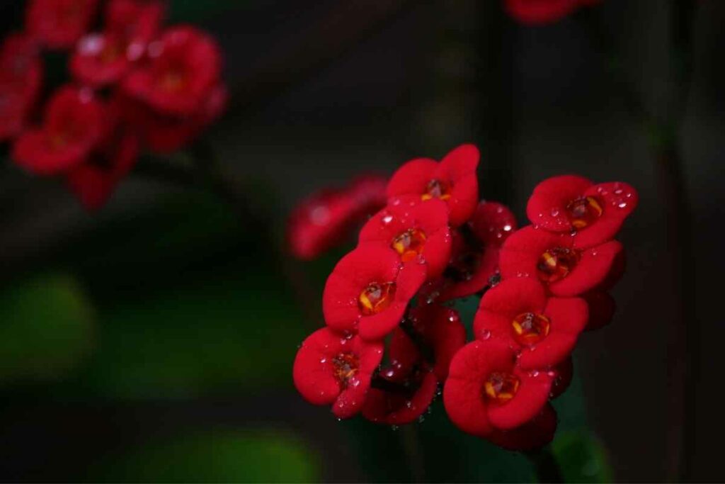 Crown of Thorns Plant with red flowers