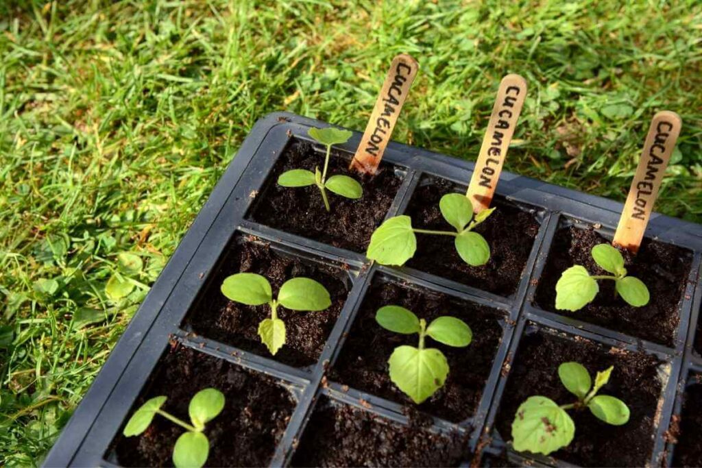 Cucamelon plants in small pots