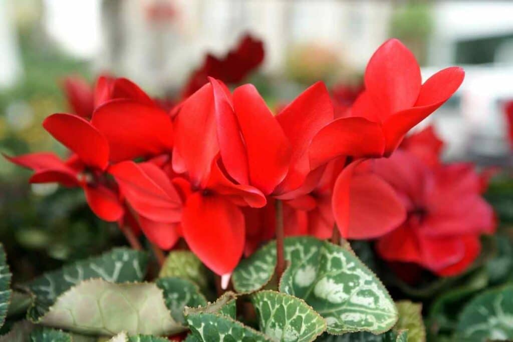 Cyclamen persicum