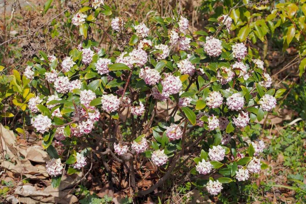 Daphne Odora pink shrub that well nice