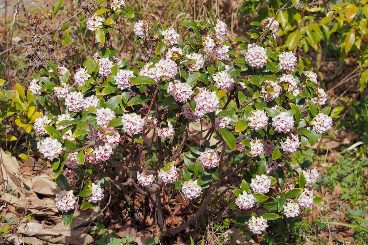9 Shrubs That Smell Nice (Images With Growing Guides) - Gardenia Organic